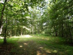 TRACT 1 OFF GREEN STABLE LANE LANE, MONTICELLO, KY 42633, photo 4 of 13